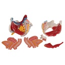 Bassin féminin avec ligaments, vaisseaux, nerfs, plancher pelvien et organes - 6 pièces