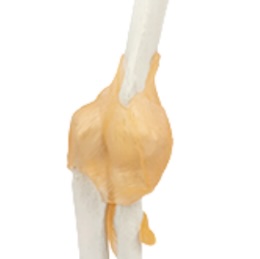 Modèle fonctionnel d'articulation du coude humain avec ligaments, taille réelle