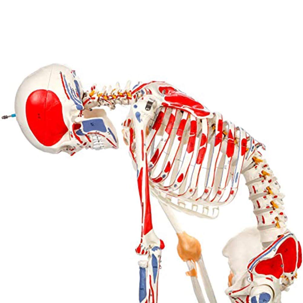 Squelette avec colonne vertébrale mobile, marques musculaires et ligaments