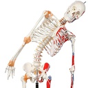 Squelette avec colonne vertébrale mobile, marques musculaires et ligaments