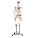 Squelette avec colonne vertébrale mobile, marques musculaires et ligaments