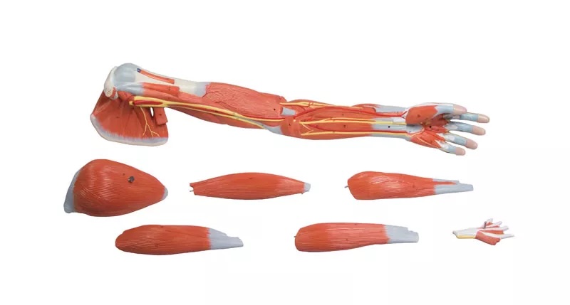 Modèle - Bras avec muscles en 7 morceaux