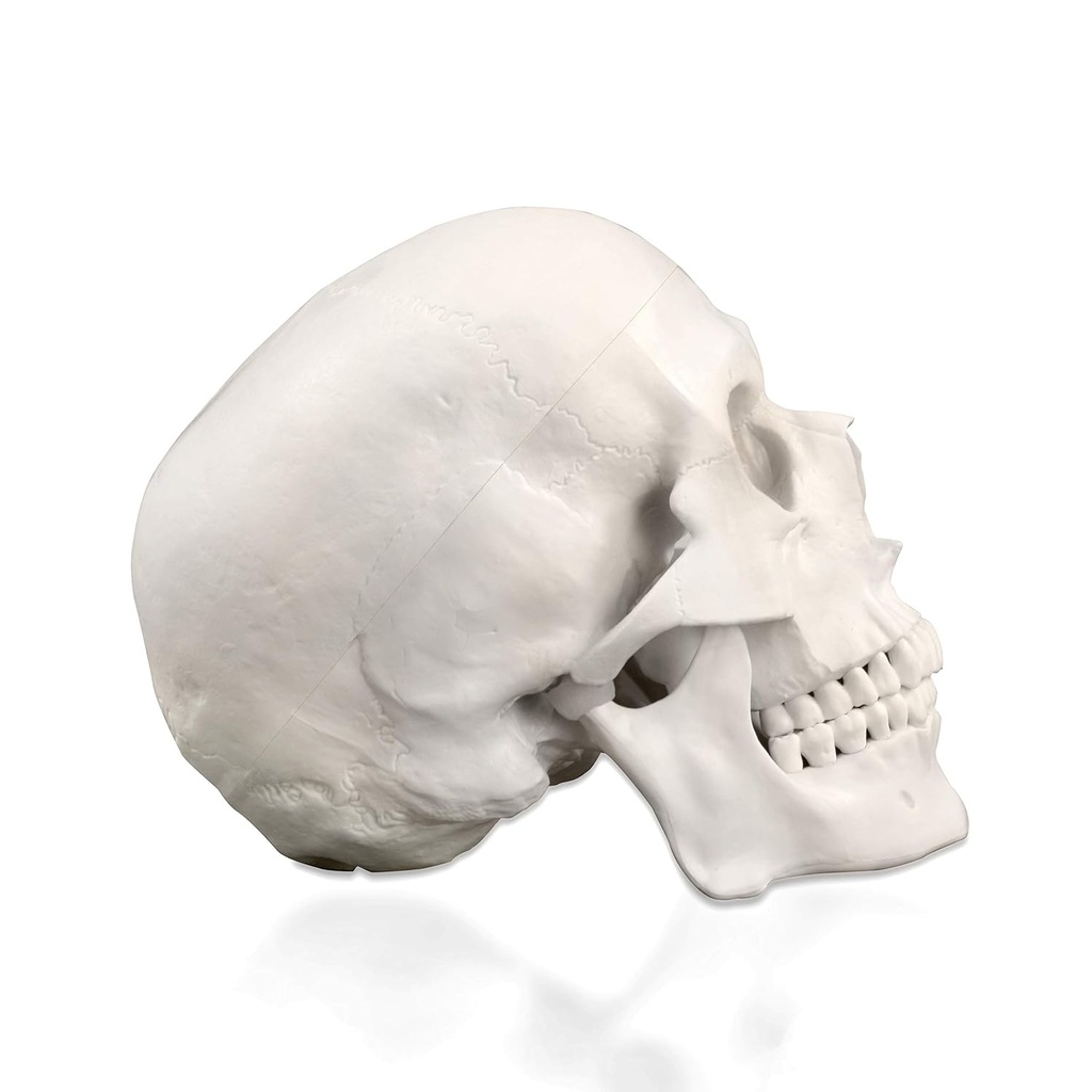 Modèle anatomique - Crâne humain en trois (3) pièces de base