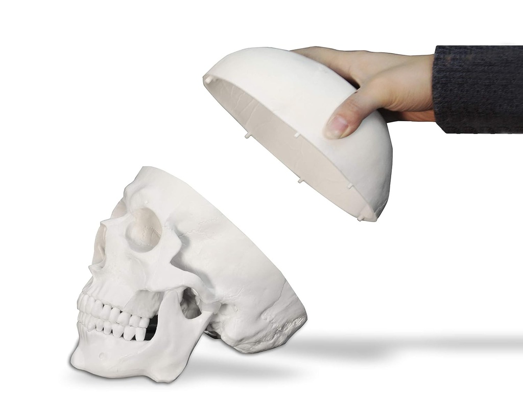 Modèle anatomique - Crâne humain en trois (3) pièces 
