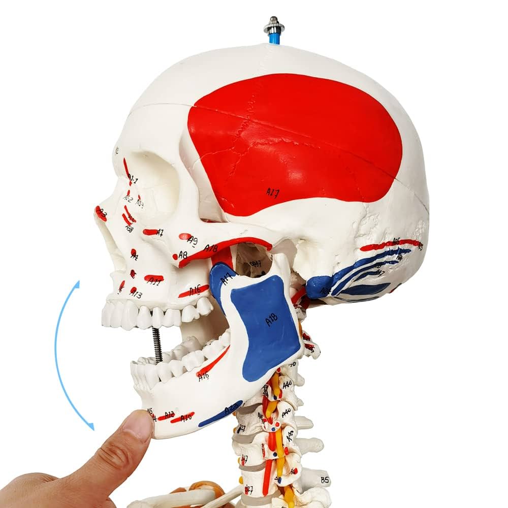 Modèle anatomique - Squelette avec colonne vertébrale flexible, marques musculaires et ligaments
