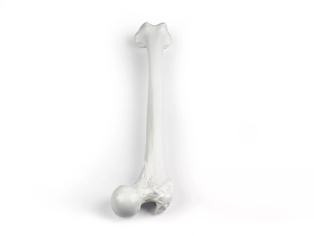 Modèle - Os du fémur