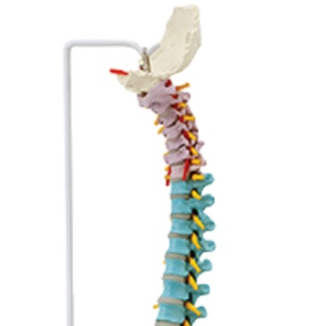 Colonne vertébrale didactique flexible de luxe avec têtes fémorales, 85 cm