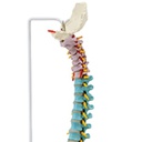 Colonne vertébrale didactique flexible de luxe avec têtes fémorales, 85 cm