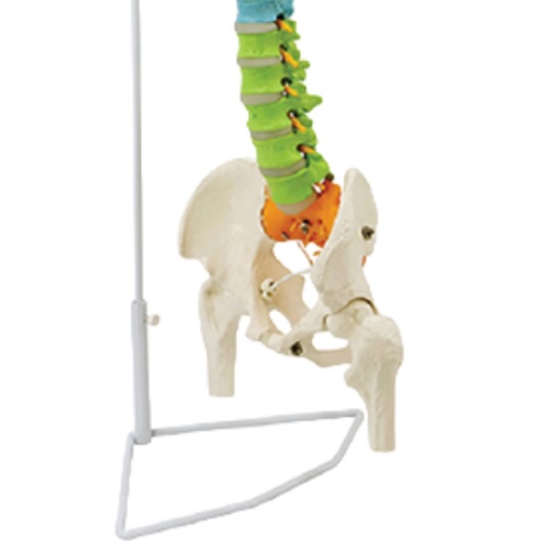 Colonne vertébrale didactique flexible de luxe avec têtes fémorales, 85 cm