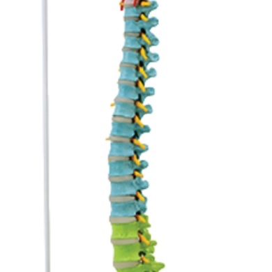 Colonne vertébrale didactique flexible de luxe avec têtes fémorales, 85 cm