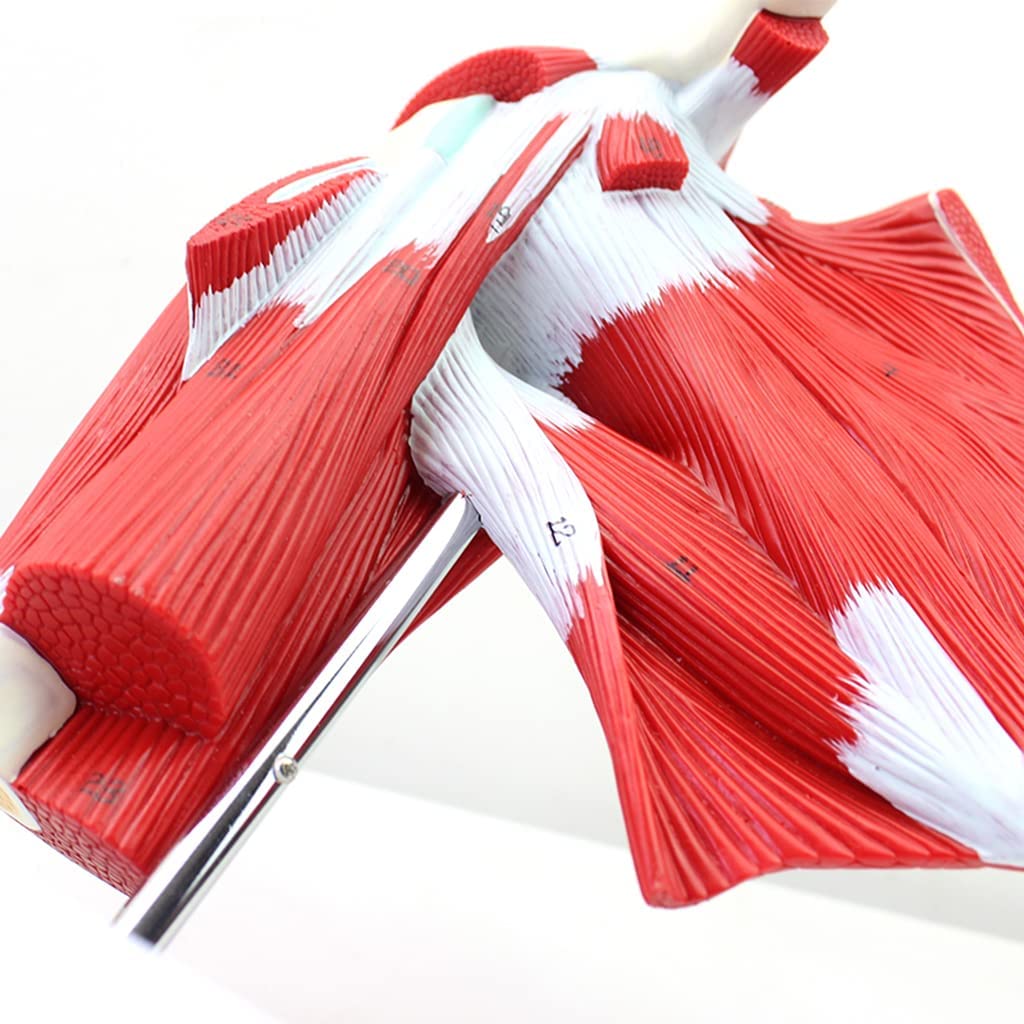 Modèle anatomique - Épaule avec muscles profonds
