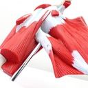 Modèle anatomique - Épaule avec muscles profonds