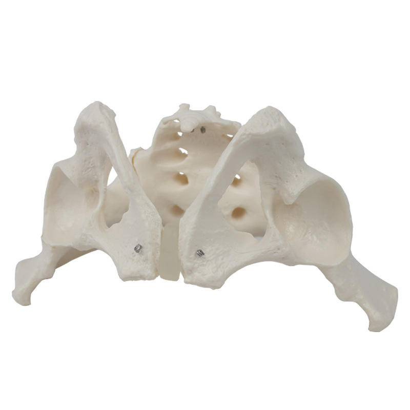 Modèle - Bassin masculin avec sacrum