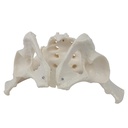 Modèle - Bassin masculin avec sacrum