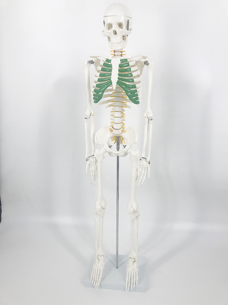 Atlas budget miniature skeleton