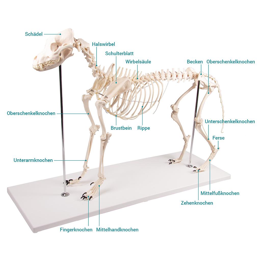 Modèle de Squelette de chien "Olaf", taille naturelle - Rég.: 594,12$
