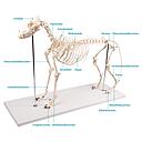 Dog skeleton model "Olaf", life size - Reg.: 594,12$