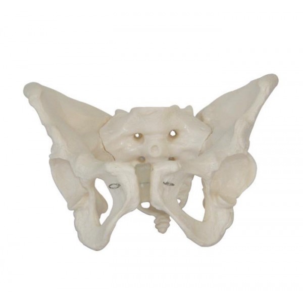 Modèle anatomique - Bassin de femme adulte avec sacrum
