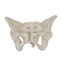 Modèle anatomique - Bassin de femme adulte avec sacrum
