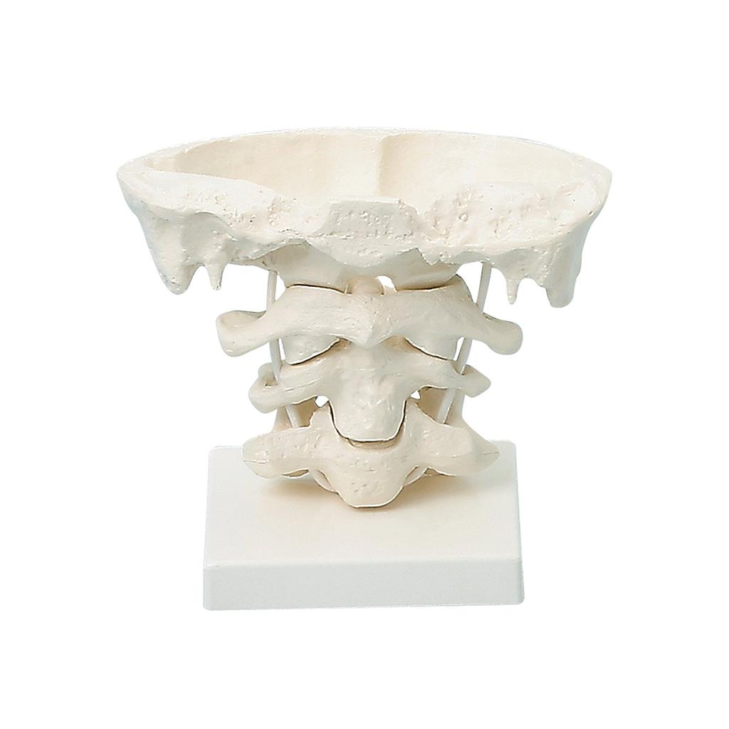 Anatomical model - Head articulations, 2x enlargement with stand - Reg.: 115,00$