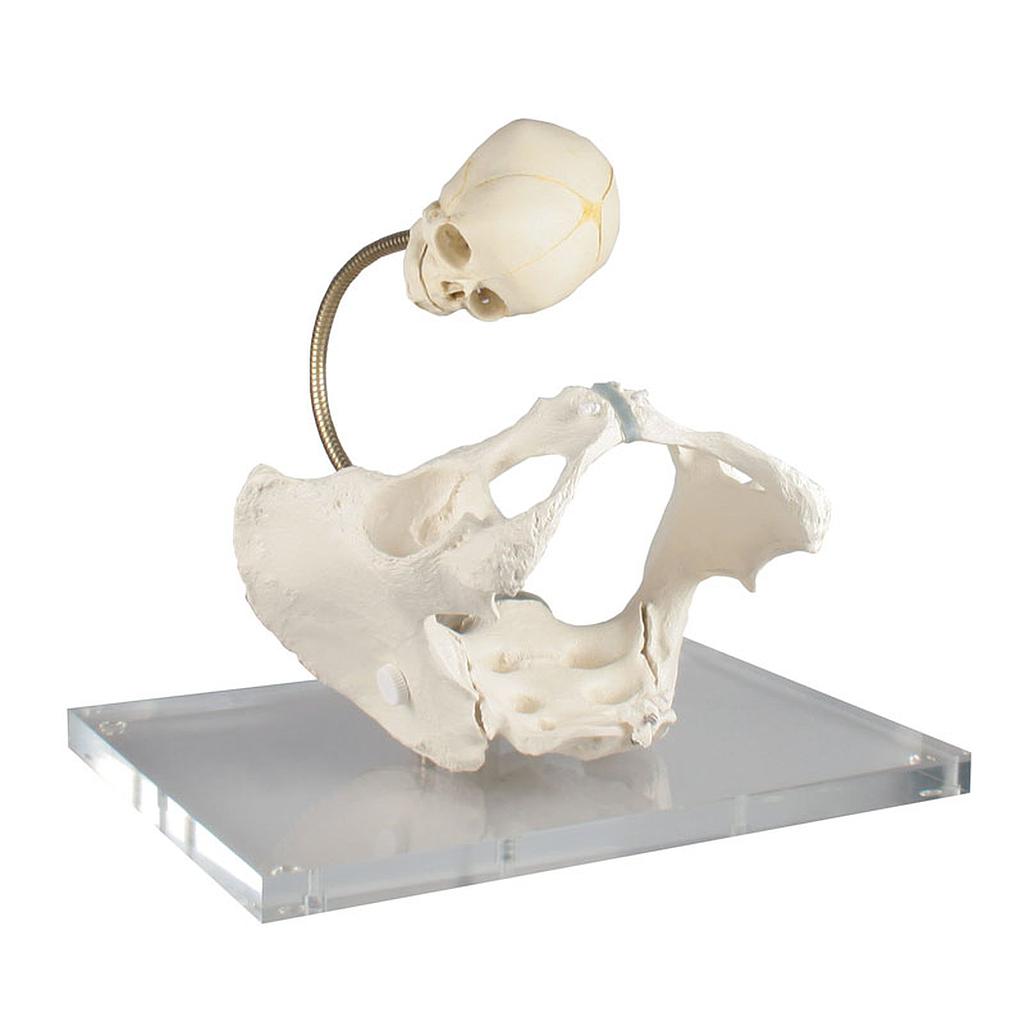 Anatomical model - Female pelvis in labor, life-size - Reg.: 505,00$