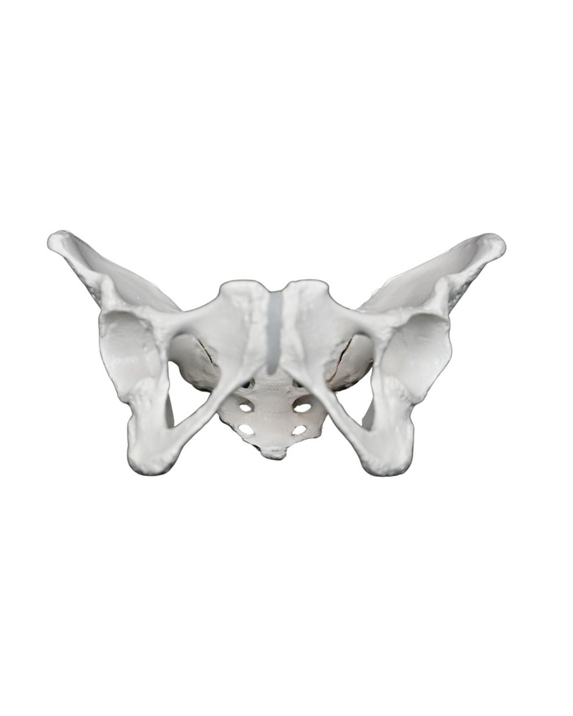 Female pelvis with sacrum 