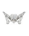 Bassin féminin avec sacrum 