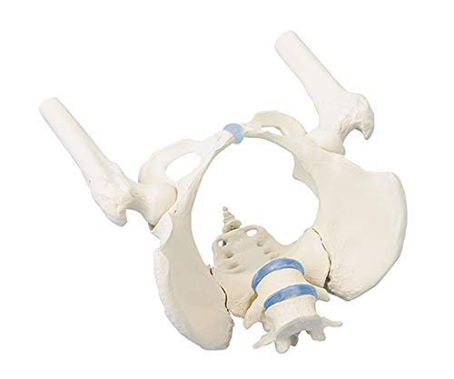 [115-014] Bassin féminin avec sacrum