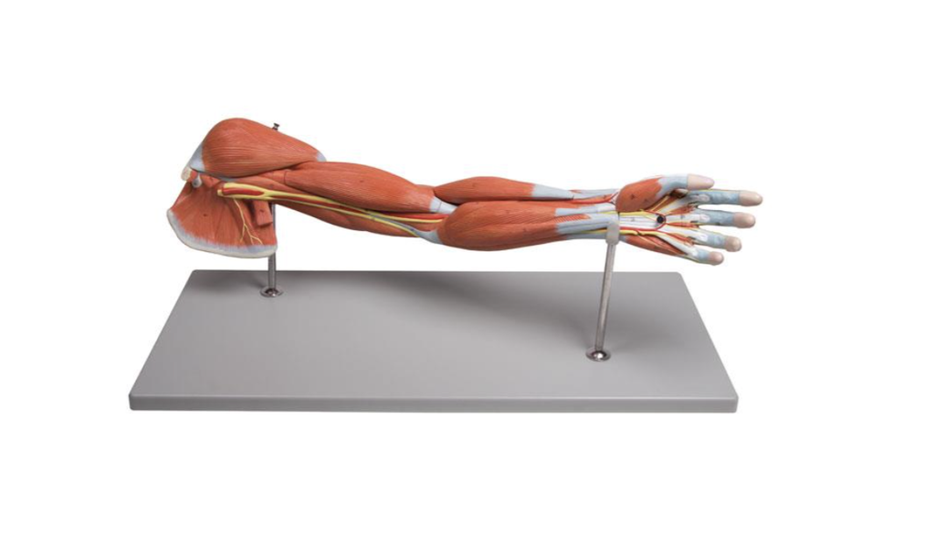 Model - Arm with muscles in 7 part - Reg.: 625,00$