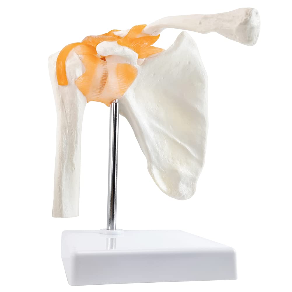 Anatomical model - Functional shoulder joint