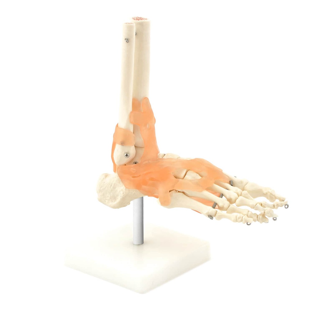 Modèle anatomique - Squelette du pied flexible avec ligaments