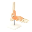 Anatomical model - Flexible Foot skeleton with ligaments