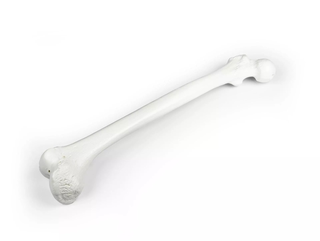 Model - Femur bone