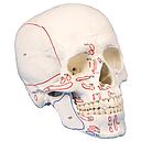 [116-536] Anatomical model - Human skull with markings for insertions and muscle origins - Reg.: 252,00$