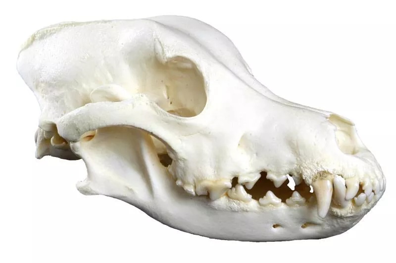 Model - Large dog skull