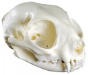 Model - Cat Skull