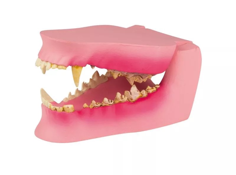 Canine jaw healthy/diseased