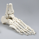 Modèles anatomique de pieds flexibles - Rég.: 199,95$
