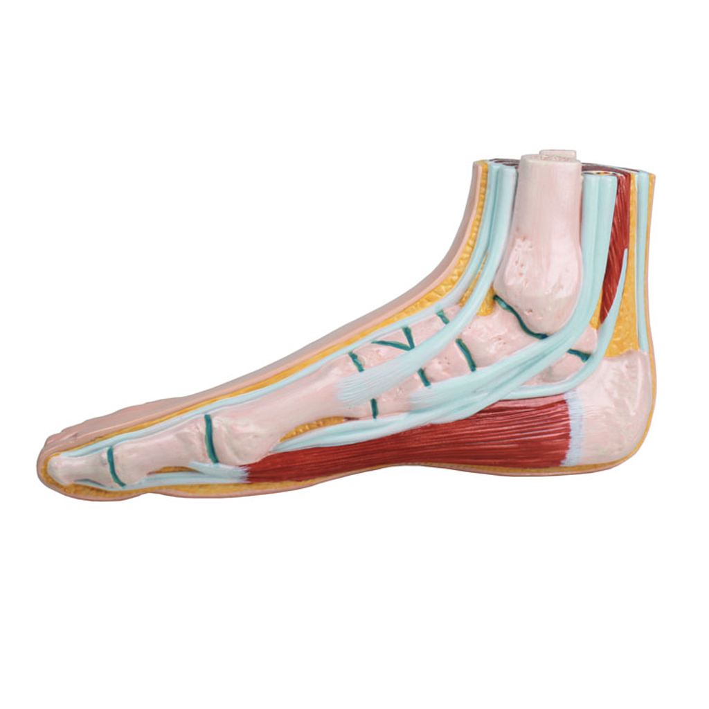 Anatomical model - Foot models - Reg.: 127,00$