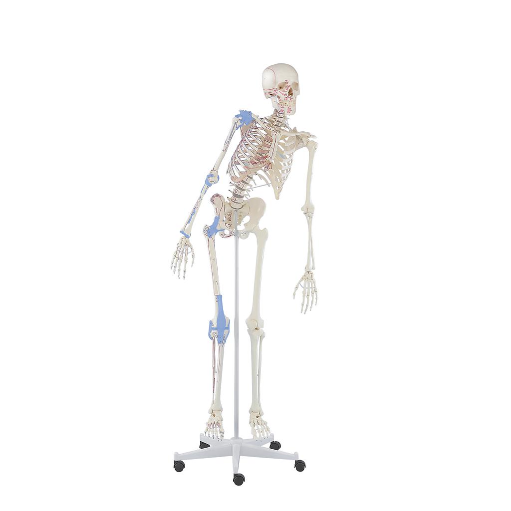 Complete skeleton - 30% already applied