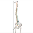 [110-256] Modèle - Colonne vertébrale flexible (Régulier, Avec fémurs)
