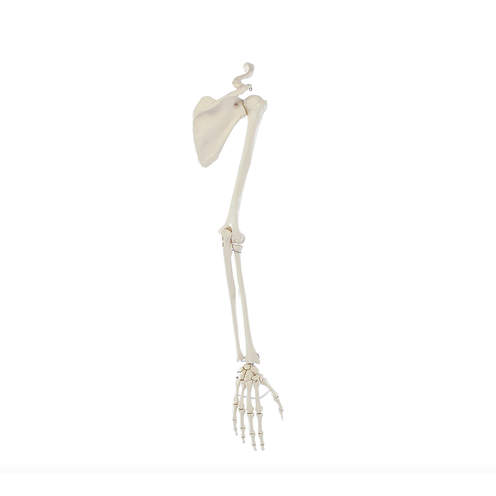 Anatomical model - Arm skeleton with shoulder girdle - Reg.: 258,00$