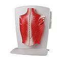 Modèle - Musculature dorsale - Rég.: 255,00$