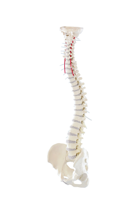Premium spine with pelvis - Reg.: 450,00$