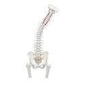 [100-277] Premium spine with pelvis and femoral stumps - Reg.: 489,00$
