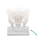 Stand for spine - Reg: 75,00$