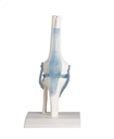 [111-619] Anatomical model - Knee with ligaments - Reg.: 208,00$