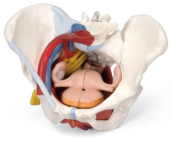 Bassin féminin avec ligaments, vaisseaux, nerfs, plancher pelvien et organes - 6 pièces
