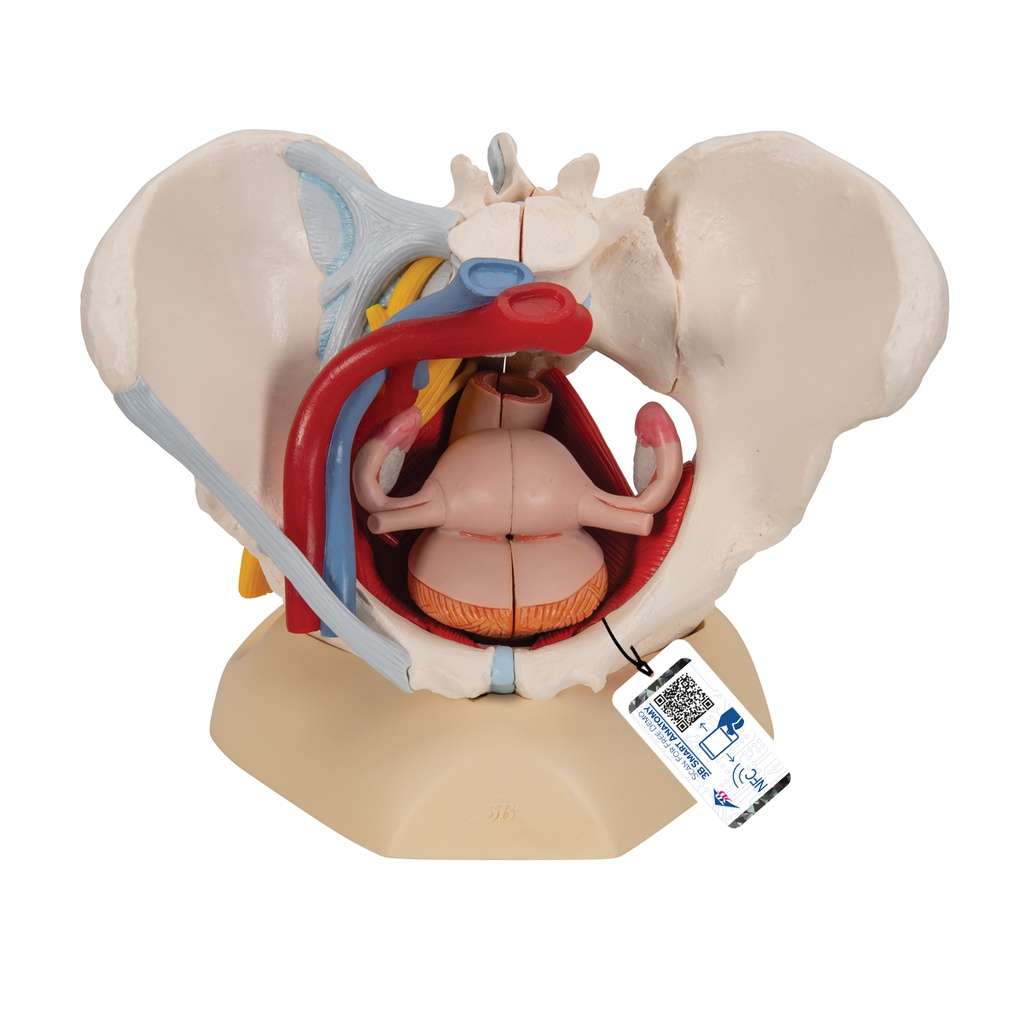 Female pelvis with ligaments, vessels, nerves, pelvic floor and organs - 6 pieces 