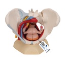 Female pelvis with ligaments, vessels, nerves, pelvic floor and organs - 6 pieces 